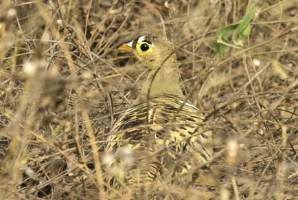 Four-banded sandgrouse